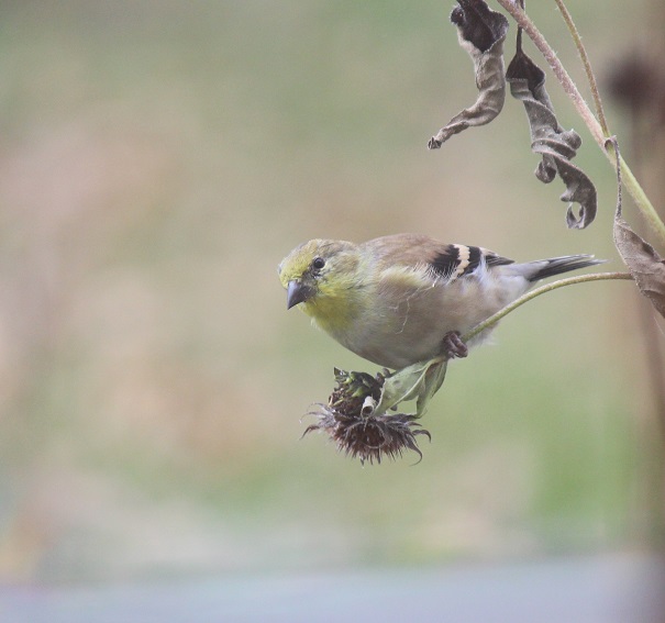 Very rare bird on lotus flower